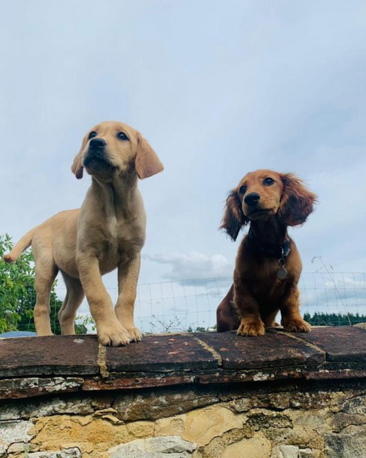 4 Shocking Benefits of Novel Proteins in Dog Diets