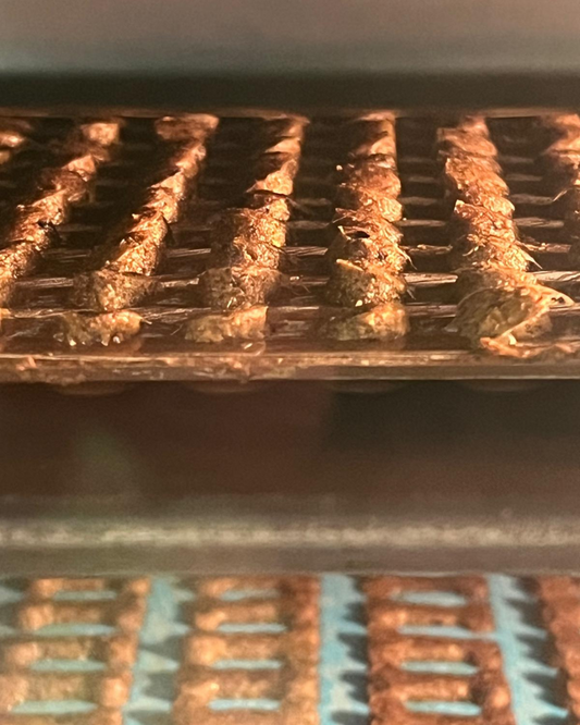 4 Reasons Why Insects Might Be the Cleanest Protein Your Dog Will Ever Eat
