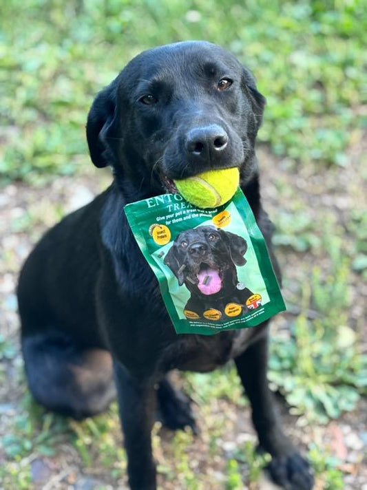 6 Surprising Benefits of Using Treats for Dog Training (And Why They Really Work)