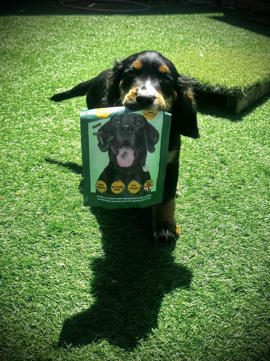 Dog Treats 101
