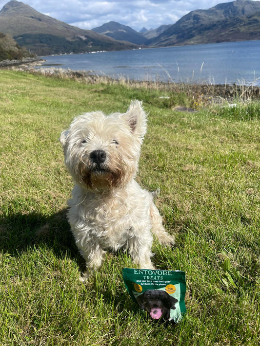 5 Reasons Insect Protein Is the Future of Dog Treats