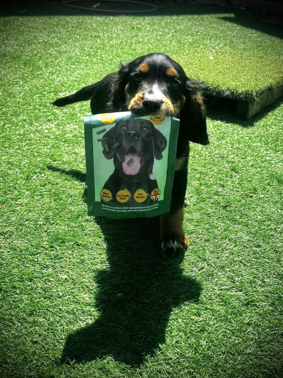 Dog Treats 101